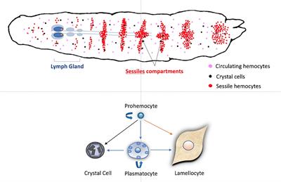 Drosophila Cellular Immunity Against Parasitoid Wasps: A Complex and Time-Dependent Process